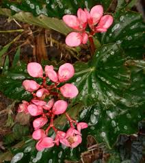 /images/Begonia_hybrid_cultivar.jpg