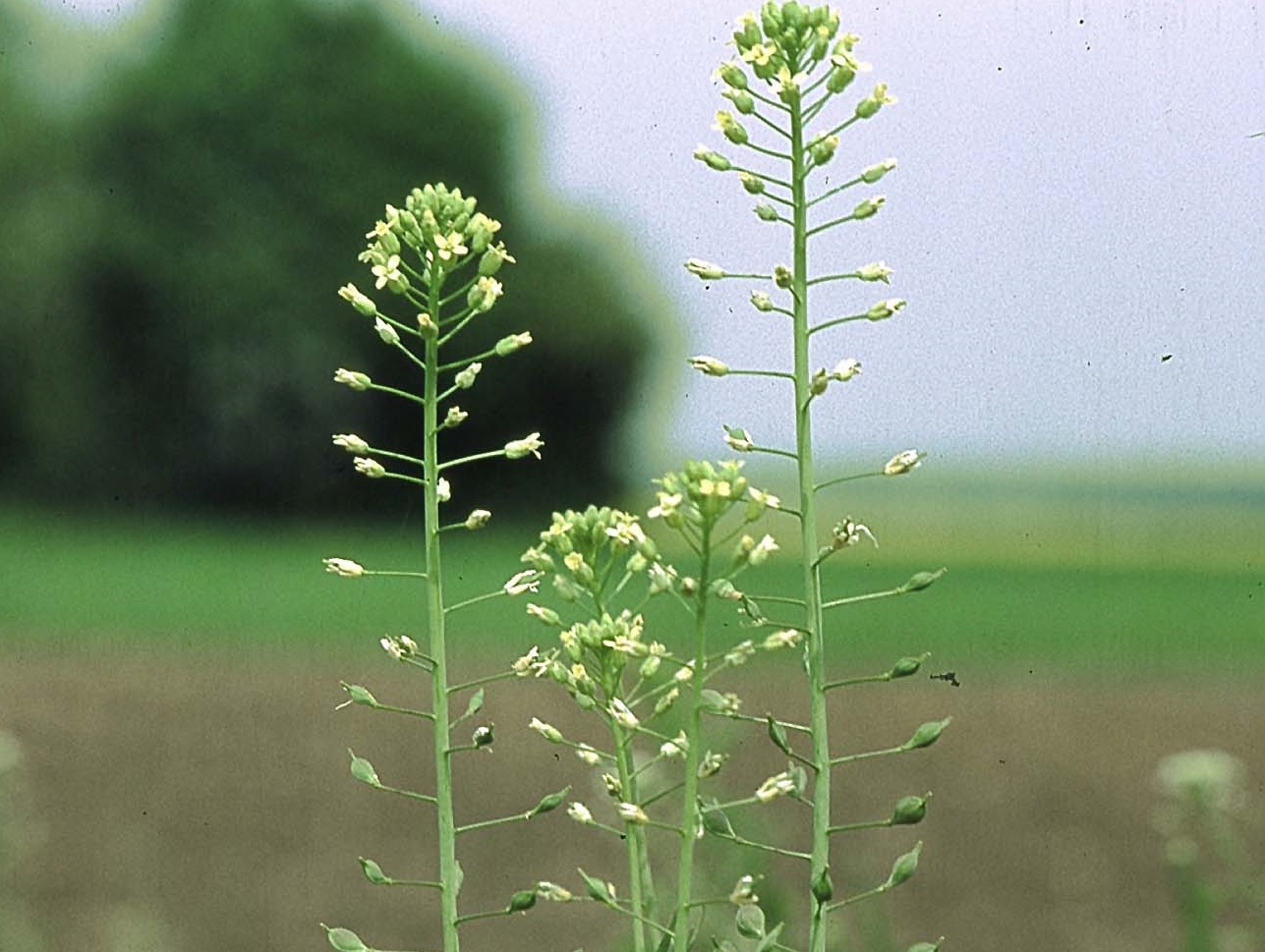 /images/Camelina_sativa.jpg