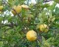 /images/Citrus_limettioides.jpg