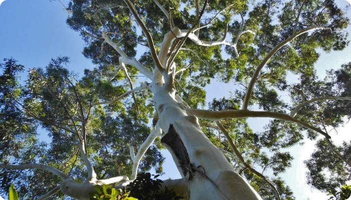 /images/Eucalyptus_grandis.jpg