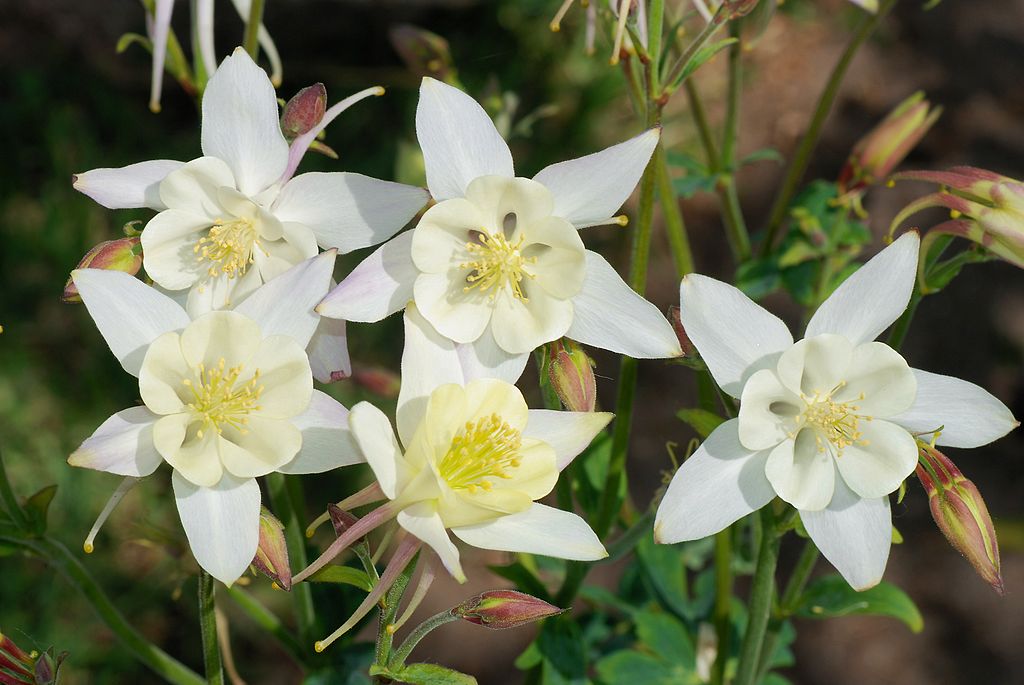 /images/Aquilegia_caerulea.jpg