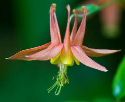 /images/Aquilegia_formosa_x_Aquilegia_pubescens.jpg