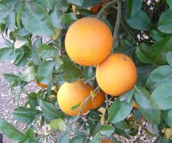 /images/Citrus_grandis_x_Poncirus_trifoliata.jpg