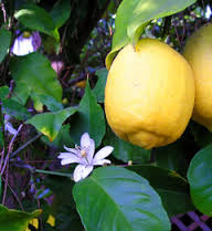 /images/Citrus_limon.jpg