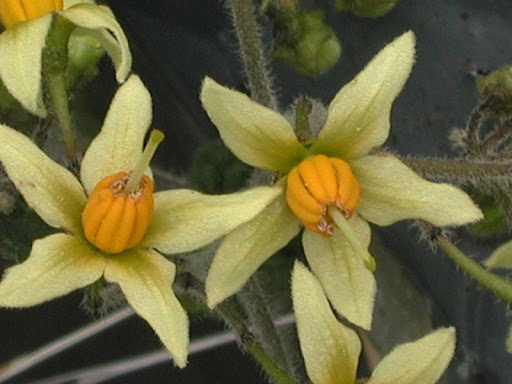 /images/Solanum_bulbocastanum.jpg